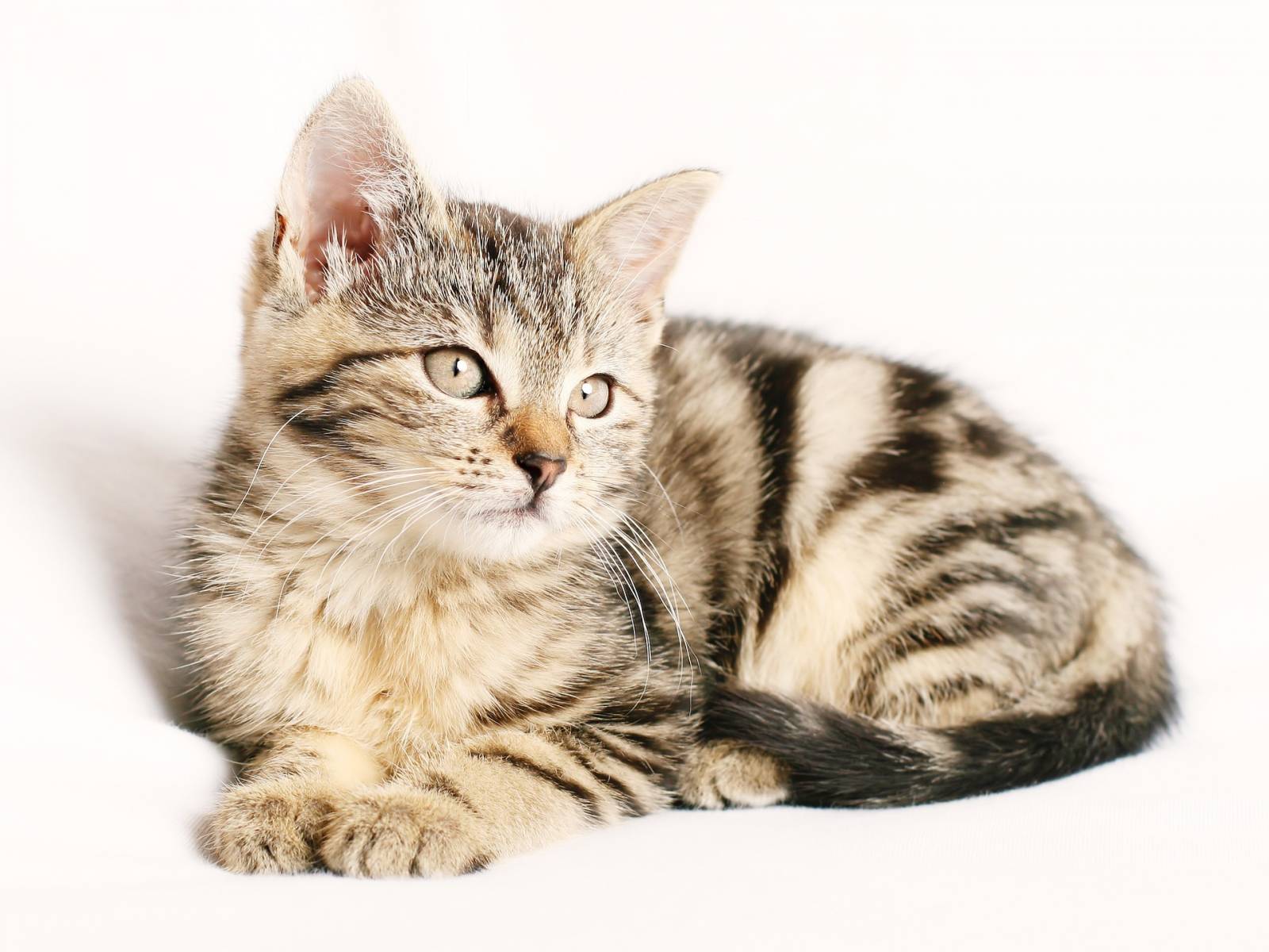 Un chat à l'Hôtel B&B Aix-les-Bains à Grésy-sur-Aix